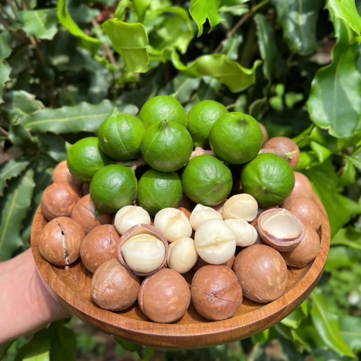 Hạt macca Tây Nguyên 300g - túi (450)